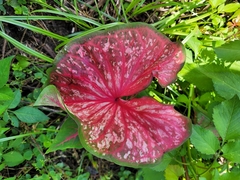 Image of Caladium bicolor