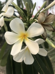 Plumeria