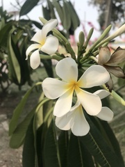 Plumeria
