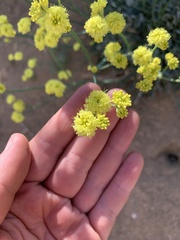 Eriogonum nudum westonii