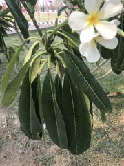 Plumeria