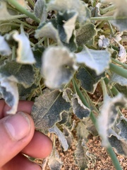 Eriogonum nudum westonii