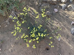 Eriogonum nudum westonii