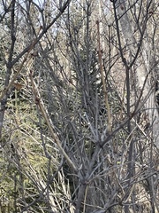 Viburnum opulus americanum