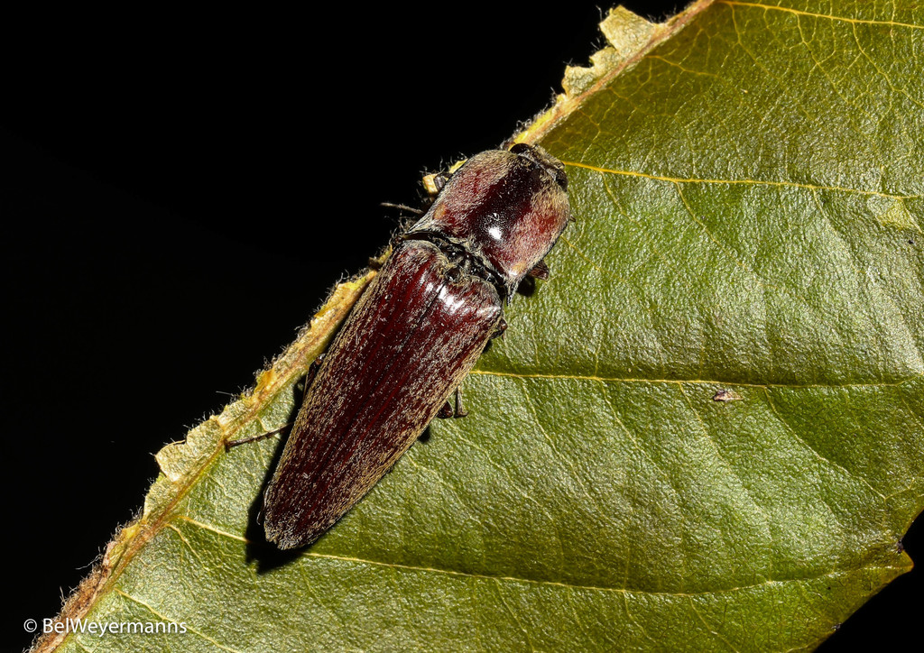 Pyrearinus amplicollis