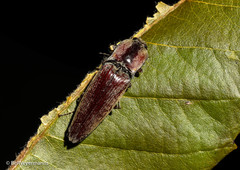 Pyrearinus amplicollis