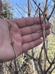 Viburnum opulus americanum