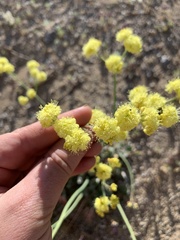 Eriogonum nudum westonii