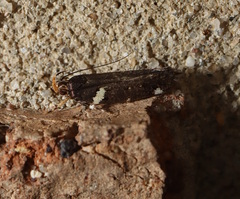 Macrobathra alternatella