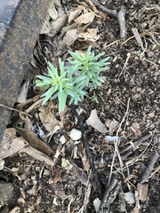 Linaceae