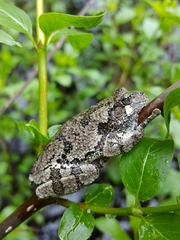 Hyla versicolor