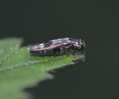 Agrilus lecontei lecontei
