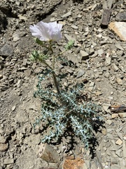 Argemone chisosensis