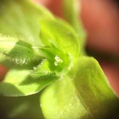 Stellaria apetala