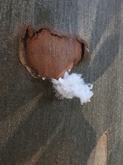 Phellopsylla formicosa