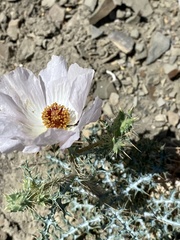 Argemone chisosensis