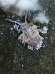 Phellopsylla formicosa