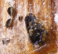 Truncatella conorum-piceae