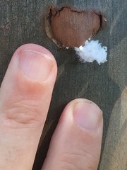 Phellopsylla formicosa