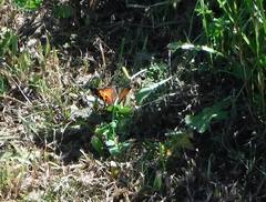Nymphalis