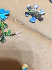 Coptotermes formosanus