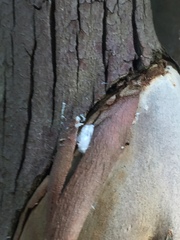 Phellopsylla formicosa