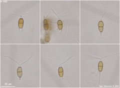 Truncatella conorum-piceae