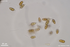 Truncatella conorum-piceae