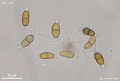 Truncatella conorum-piceae