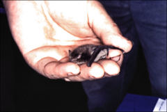 Vespadelus vulturnus