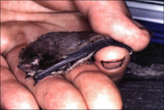 Vespadelus vulturnus