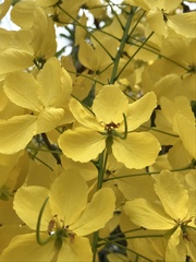 Cassia fistula