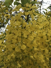 Cassia fistula