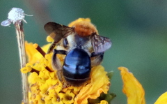 Andrena sola