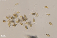 Truncatella conorum-piceae
