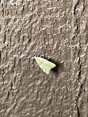 Theisoa constrictella