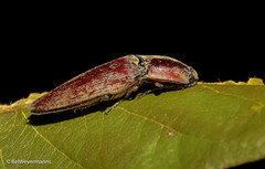 Pyrearinus amplicollis