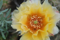 Opuntia