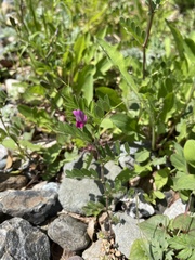 Vicia sativa