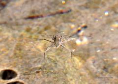 Eurygerris fuscinervis