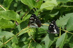 Fraxinus angustifolia oxycarpa