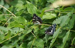 Fraxinus angustifolia oxycarpa