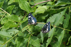 Fraxinus angustifolia oxycarpa