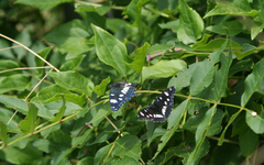 Fraxinus angustifolia oxycarpa