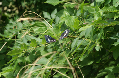 Fraxinus angustifolia oxycarpa
