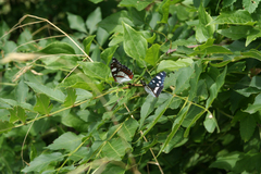 Fraxinus angustifolia oxycarpa