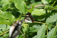 Fraxinus angustifolia oxycarpa