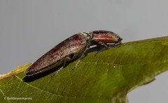 Pyrearinus amplicollis