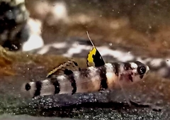 Mugilogobius tigrinus