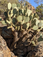 Opuntia chlorotica